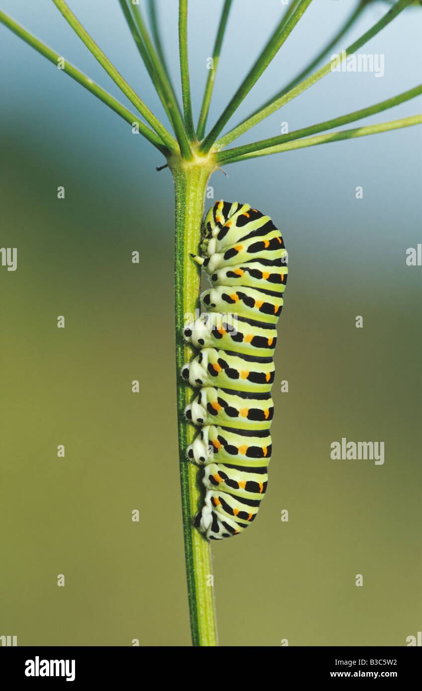 Il vecchio mondo a coda di rondine Papilio machaon bruco su pianta foraggera svizzera Foto Stock