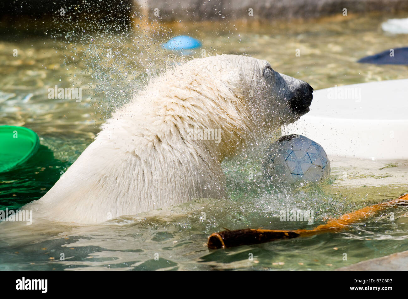 Orso polare agitando l'acqua & giocare con il pallone da calcio. Foto Stock