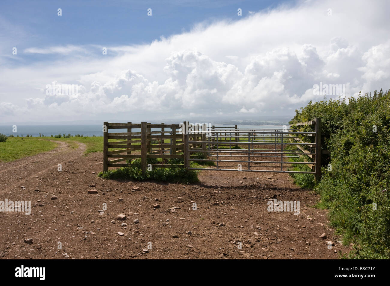 Penna di bestiame sulla scogliera cime sopra exmouth con le lontane colline di Devon nascosti in basso il cloud Foto Stock