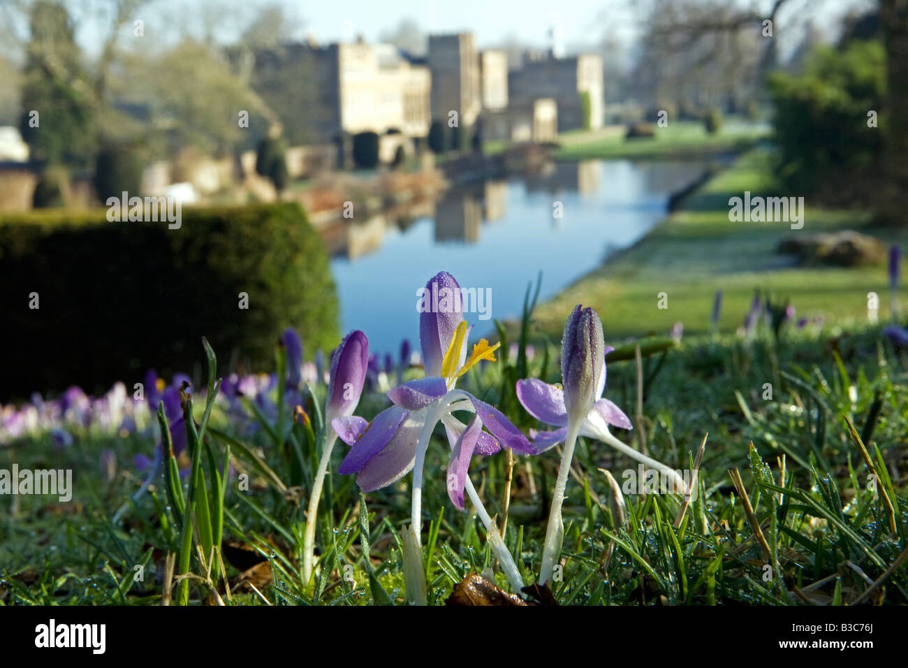 Inghilterra, Dorset, Thorncombe. Forde Abbey costituisce parte del confine tra il Dorset e Somerset e il suo elegante ex monastero cistercense e i suoi 30 acri di giardini premiati si trova in una zona di straordinaria bellezza naturale lo rendono uno dei West Dorsets premier località turistiche. La mattina presto di crochi si affacciano sul lago ornamentale. Foto Stock