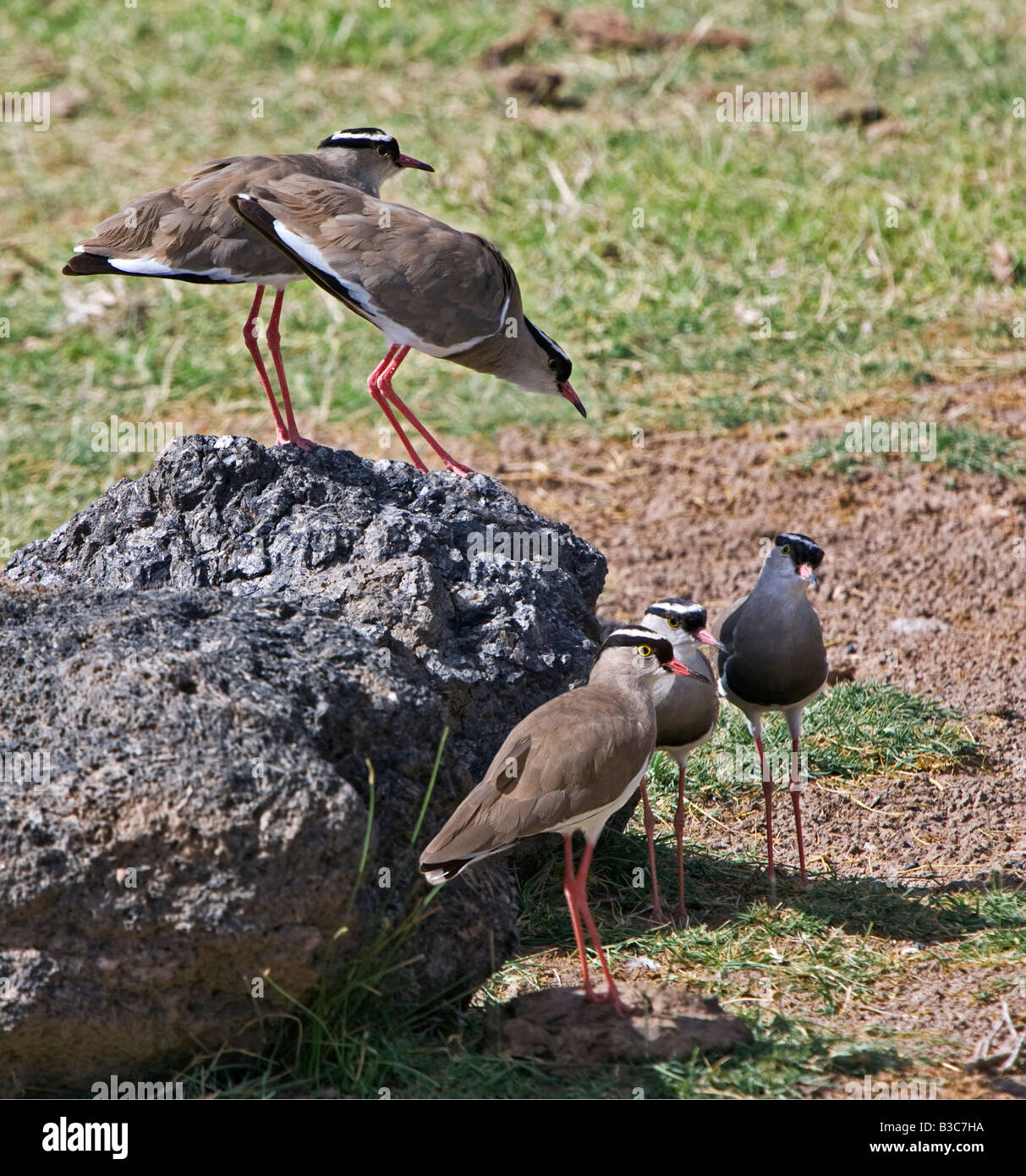 Kenya, Kajiado District, Amboseli National Park. Incoronato plovers (Vanellus coronatus) in Amboseli National Park. Foto Stock