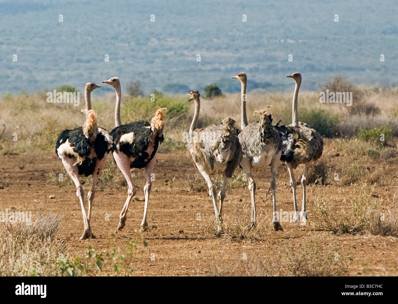 Kenya, Kajiado District, Amboseli National Park. Un piccolo gregge di Maasai struzzi (Struthio camelus) in Amboseli National Park. Foto Stock