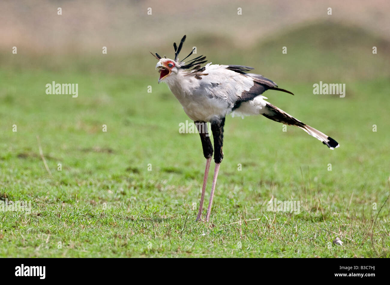 Kenia Masai Mara, il Masai Mara Game Reserve. Un Segretario bird (Sagittarius serpentarius) rondini un piccolo rettile. Foto Stock
