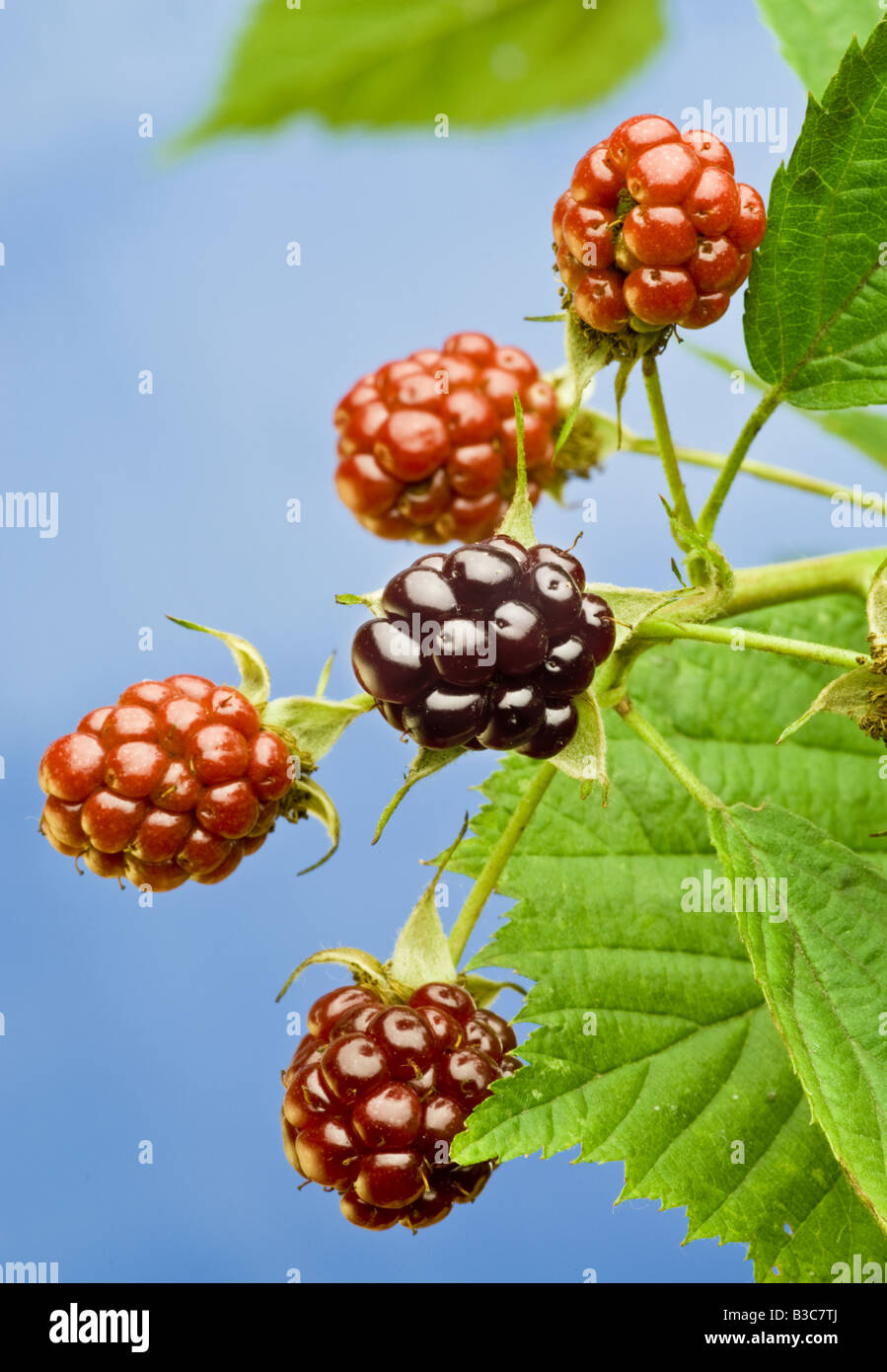 BlackBerry Foto Stock