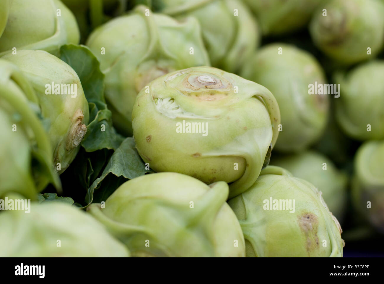 Il cavolo rapa organico per la vendita in un mercato degli agricoltori Foto Stock