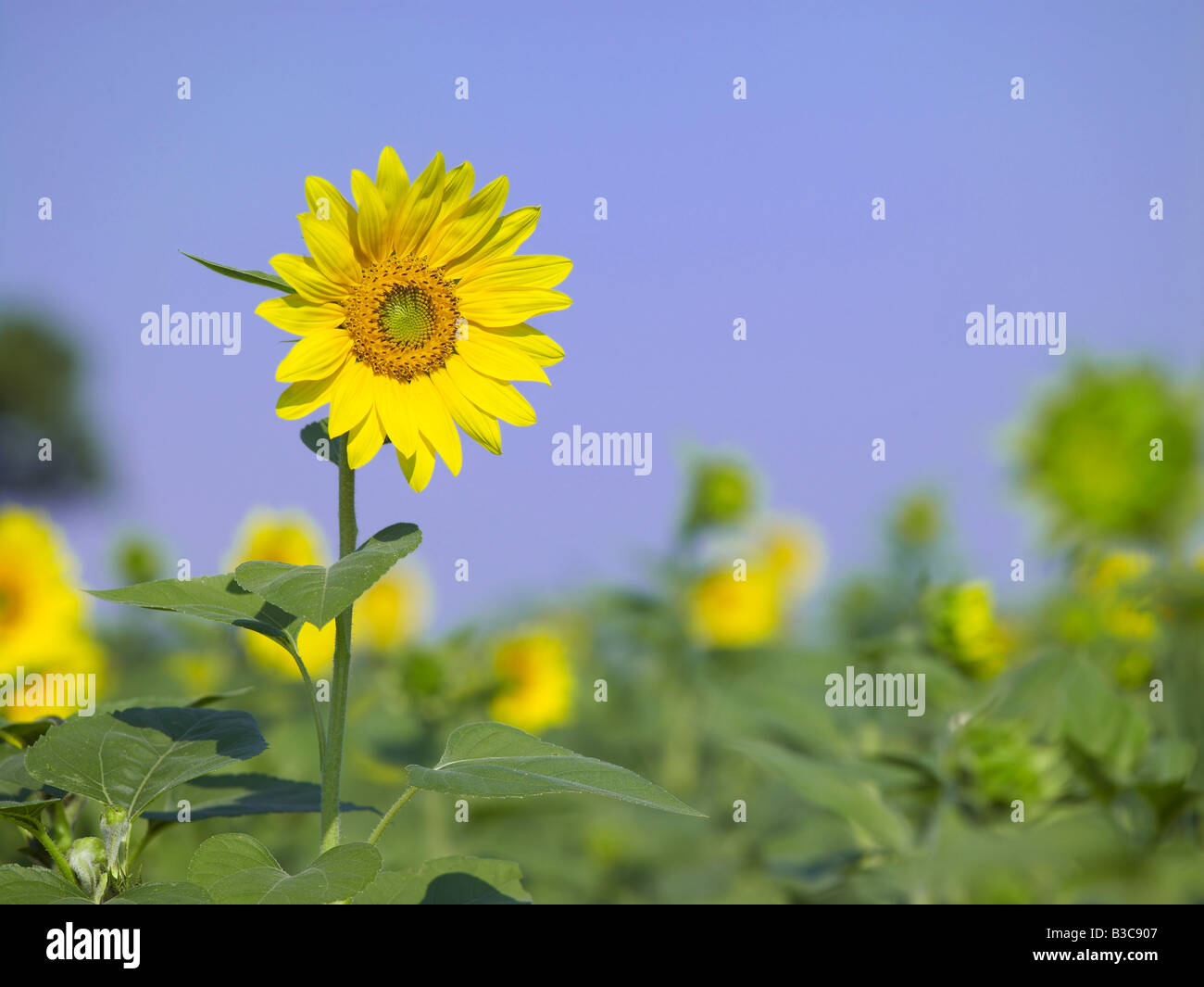 Fiore di girasole dettaglio in campo con molti altri campi di girasoli Foto Stock