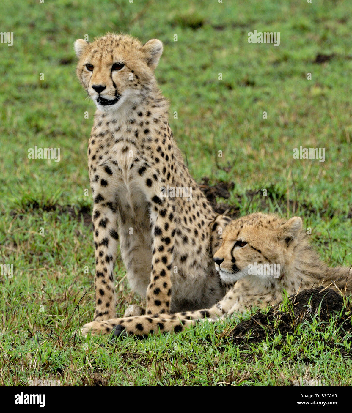 Cheetah cubs guardando la madre hunt Foto Stock