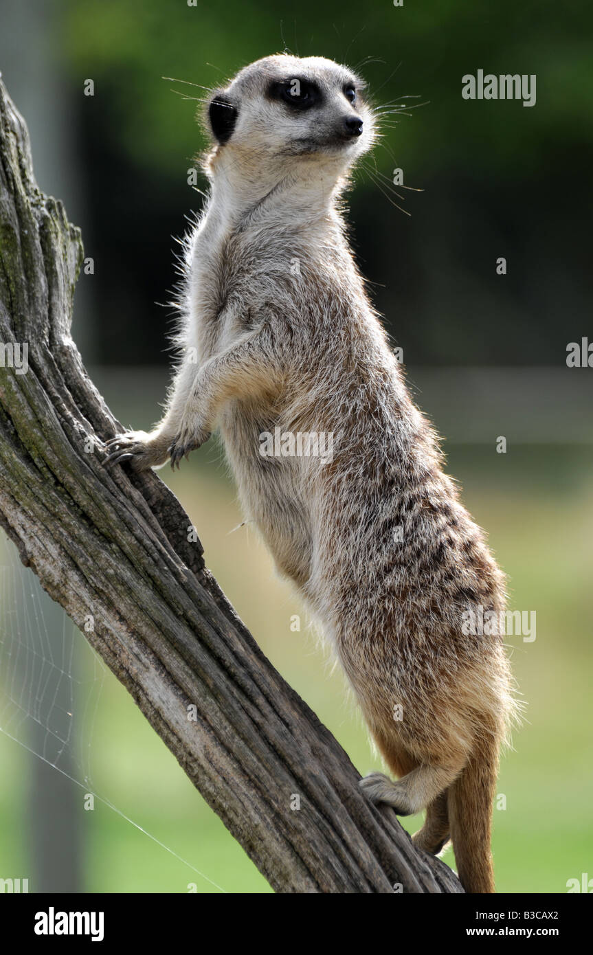 Meerkat di sentinella, mentre il gruppo di foraggi per il cibo, uno meerkat sarà guardia per circa un ora in un momento. Foto Stock