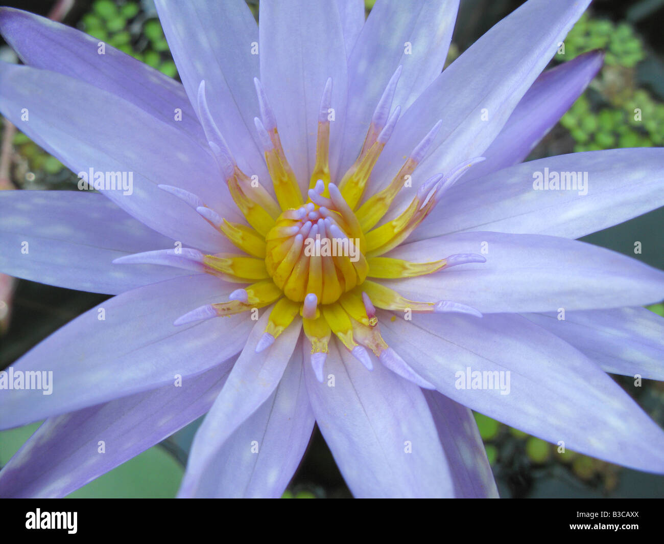 Viola blue lotus flower close up Nymphea Foto Stock