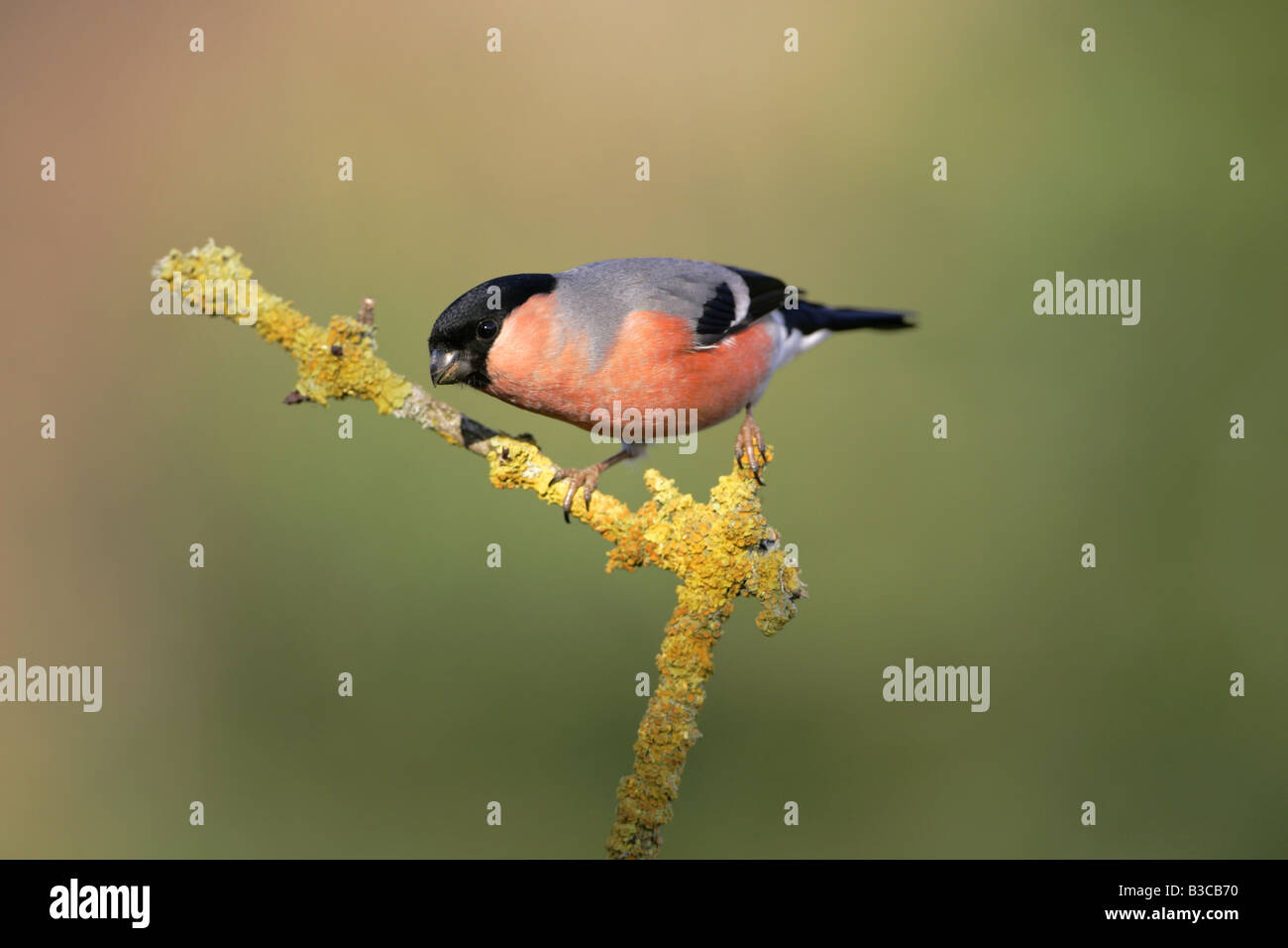 Bullfinch sui licheni ramo coperti Foto Stock