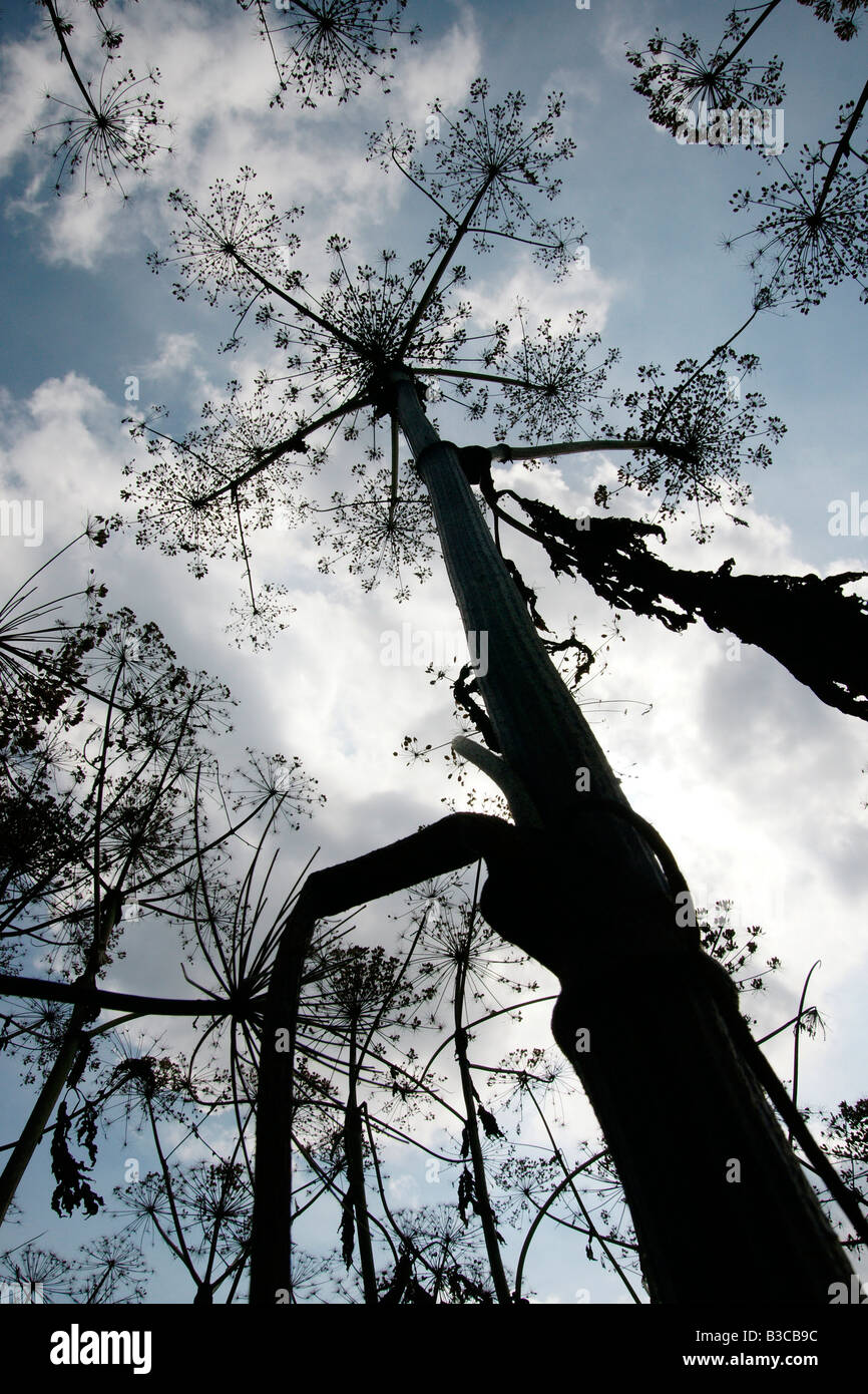 Panace di Mantegazzi (Heracleum mantegazzianum), o gigante Cow-prezzemolo erbaccia invasiva cresce a Kralingse area in Rotterdam, Paesi Bassi Foto Stock