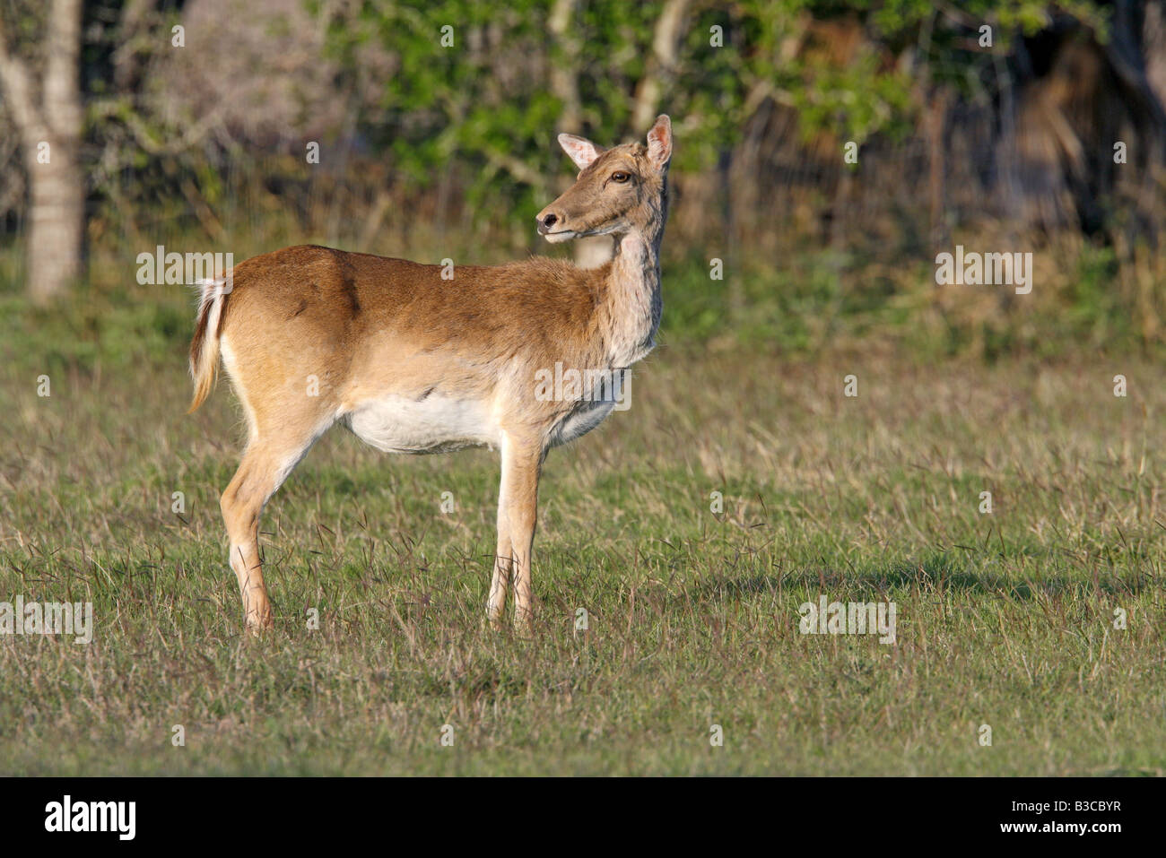 Daino Dama Dama McAllen Texas Stati Uniti 22 marzo femmina adulta forma marrone Cervidae Foto Stock