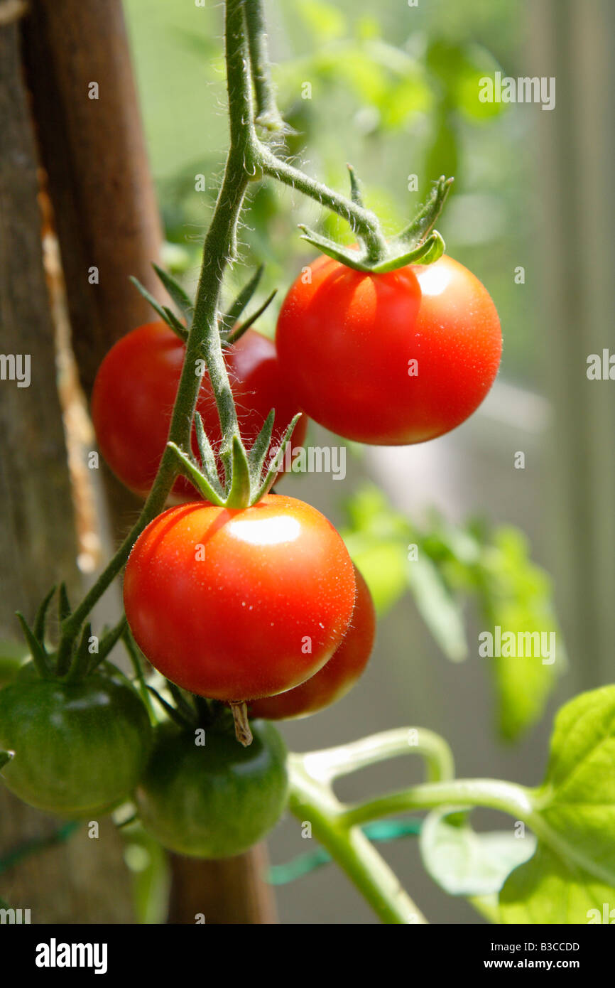 Dolce pomodori ciliegia sulla coltivazione della vite in una serra nel Regno Unito Foto Stock