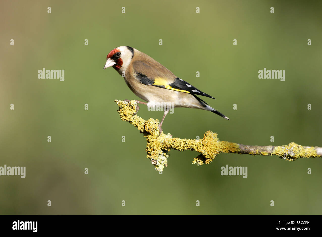 Cardellino su lichene ramo coperti Foto Stock