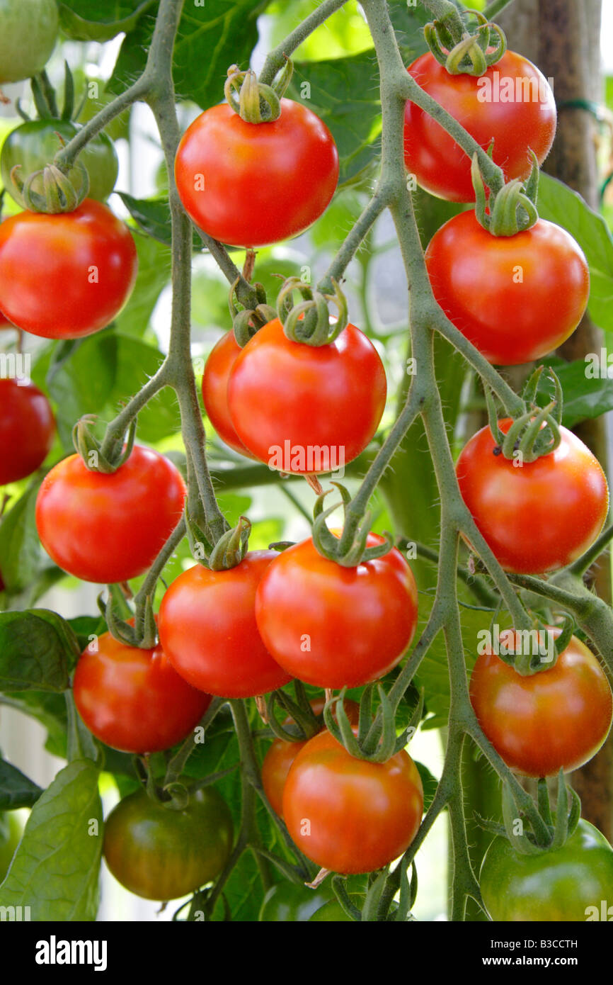 Dolce pomodori ciliegia sulla coltivazione della vite in una serra nel Regno Unito Foto Stock