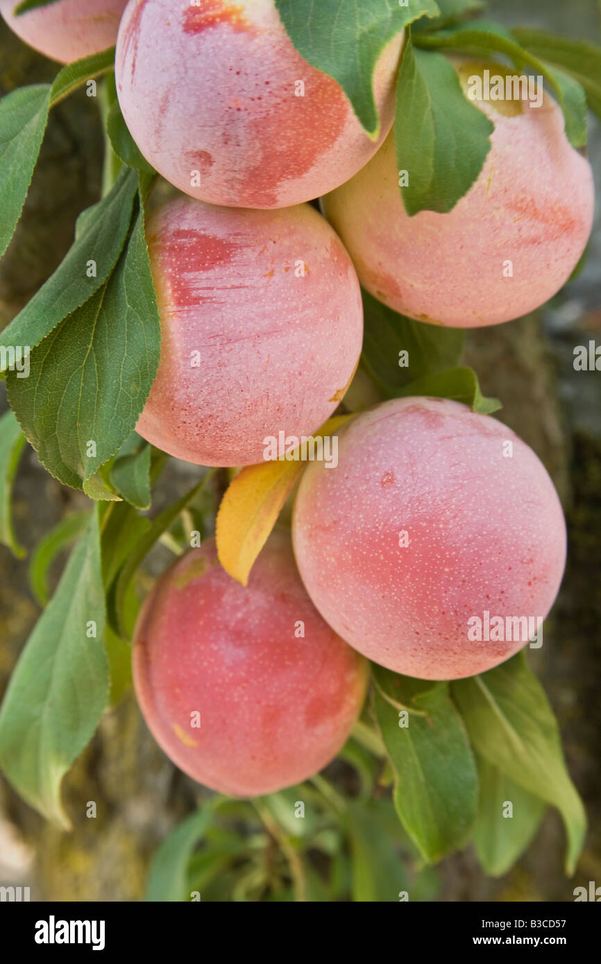 Susine mature appeso sul ramo. Foto Stock