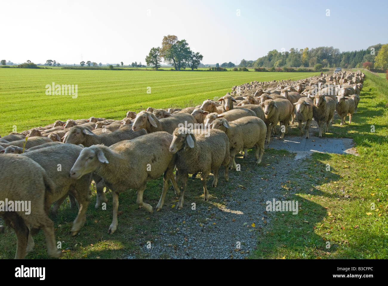 Mandria gregge di ovini in seguito il pastore prato campagna mow Foto Stock