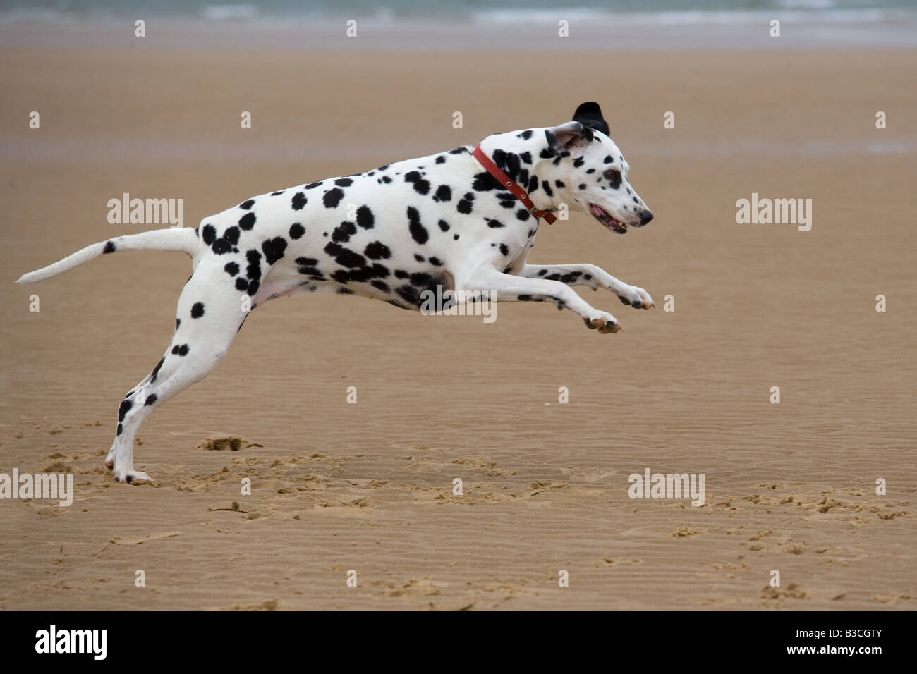Cane dalmata in esecuzione sulla spiaggia Foto Stock