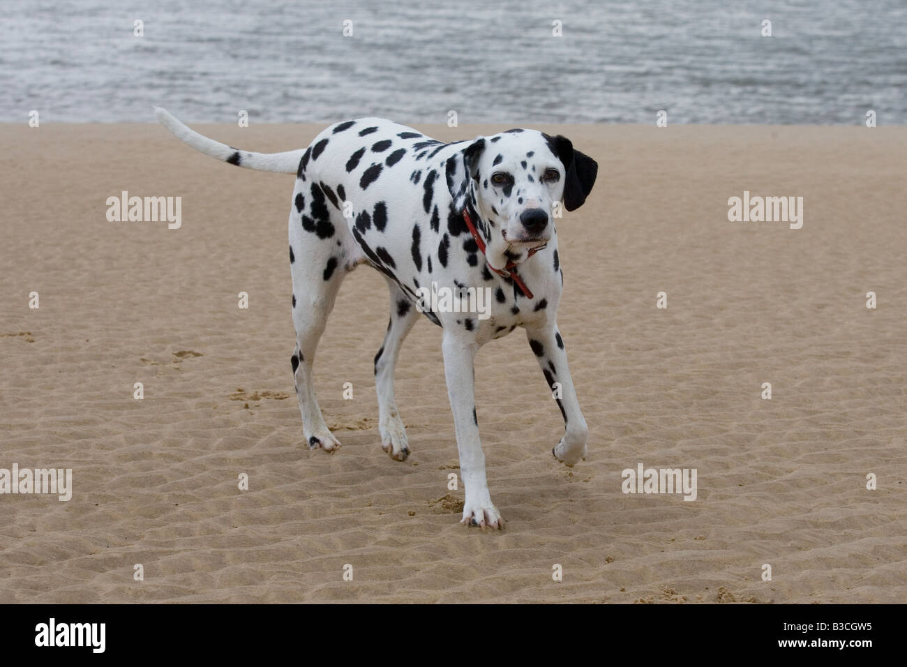 Cani dalmata in esecuzione sulla spiaggia Foto Stock