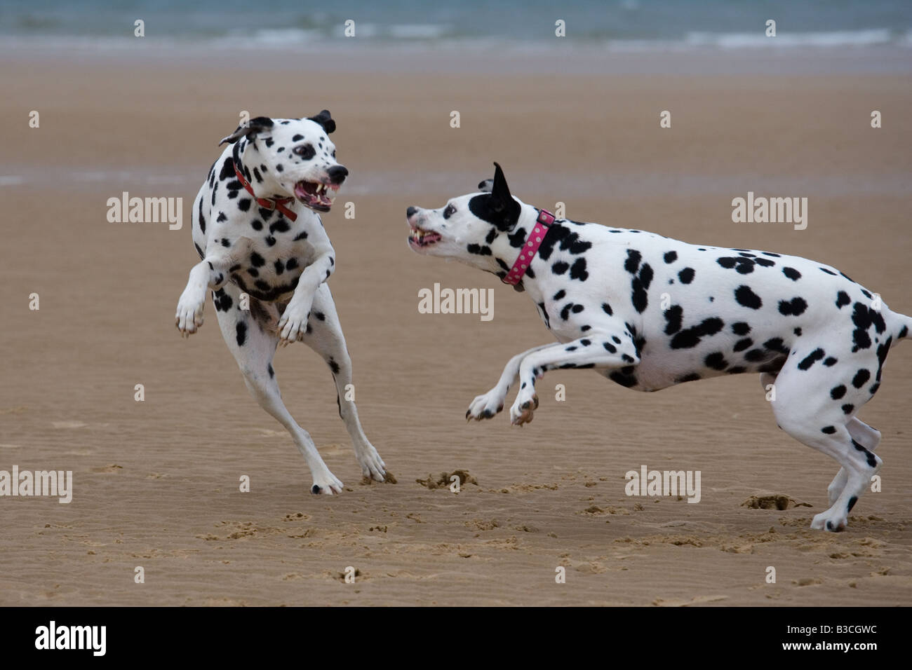 Cani dalmata in esecuzione sulla spiaggia Foto Stock
