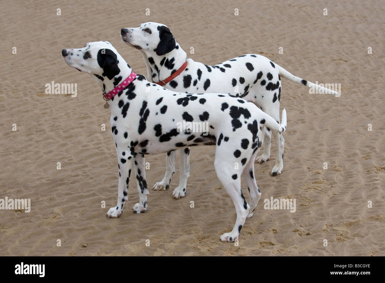 Cani dalmata sulla spiaggia Foto Stock