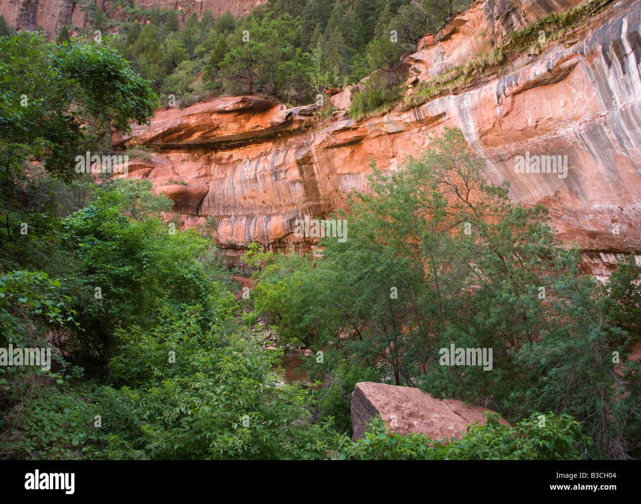Rupe sopra inferiore Piscina Smeraldo, Parco Nazionale Zion, Utah Foto Stock
