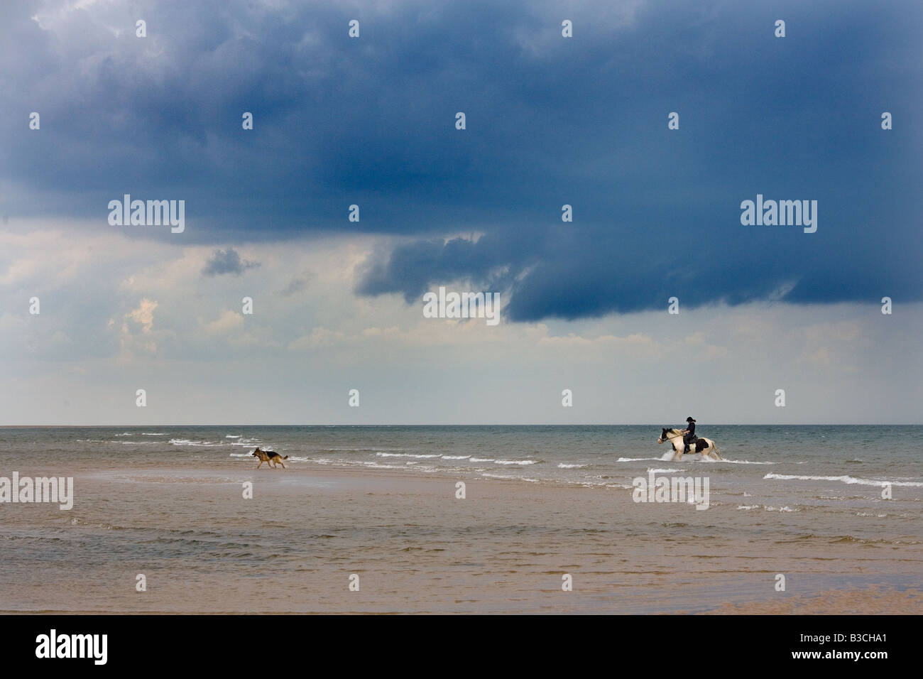 Pastore Tedesco cane che corre sulla spiaggia con Pony Foto Stock