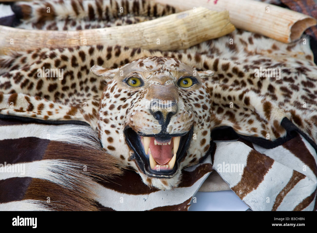 Zebra e leopard borsa di pelle e zanne Foto Stock