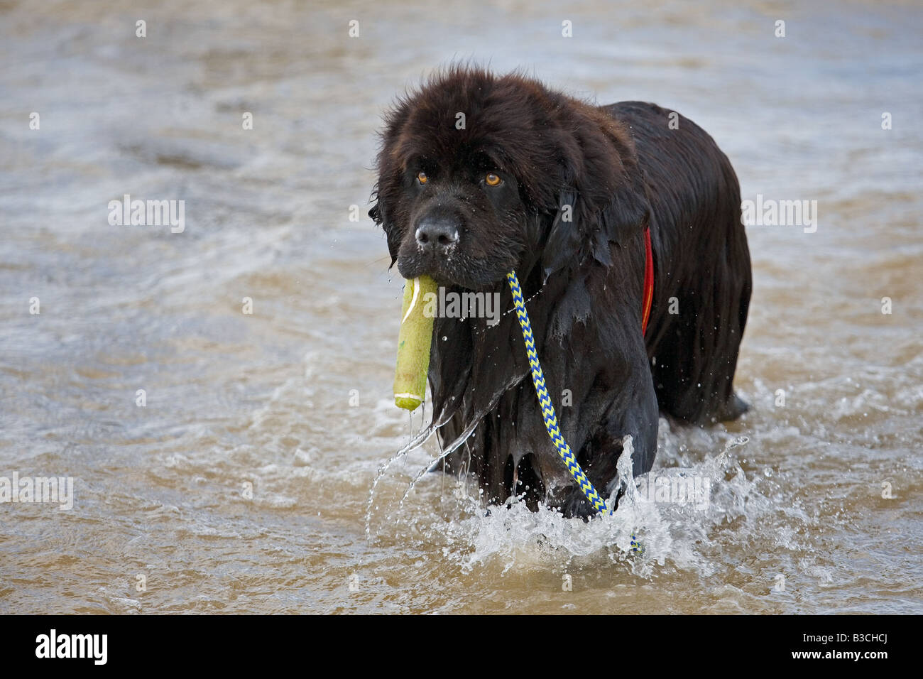 Terranova cane addestrato per il salvataggio in mare Foto Stock