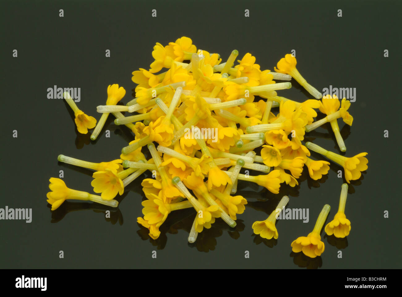 Fioritura della pianta medicinale cowslip Primula Odorosa Primula veris Foto Stock