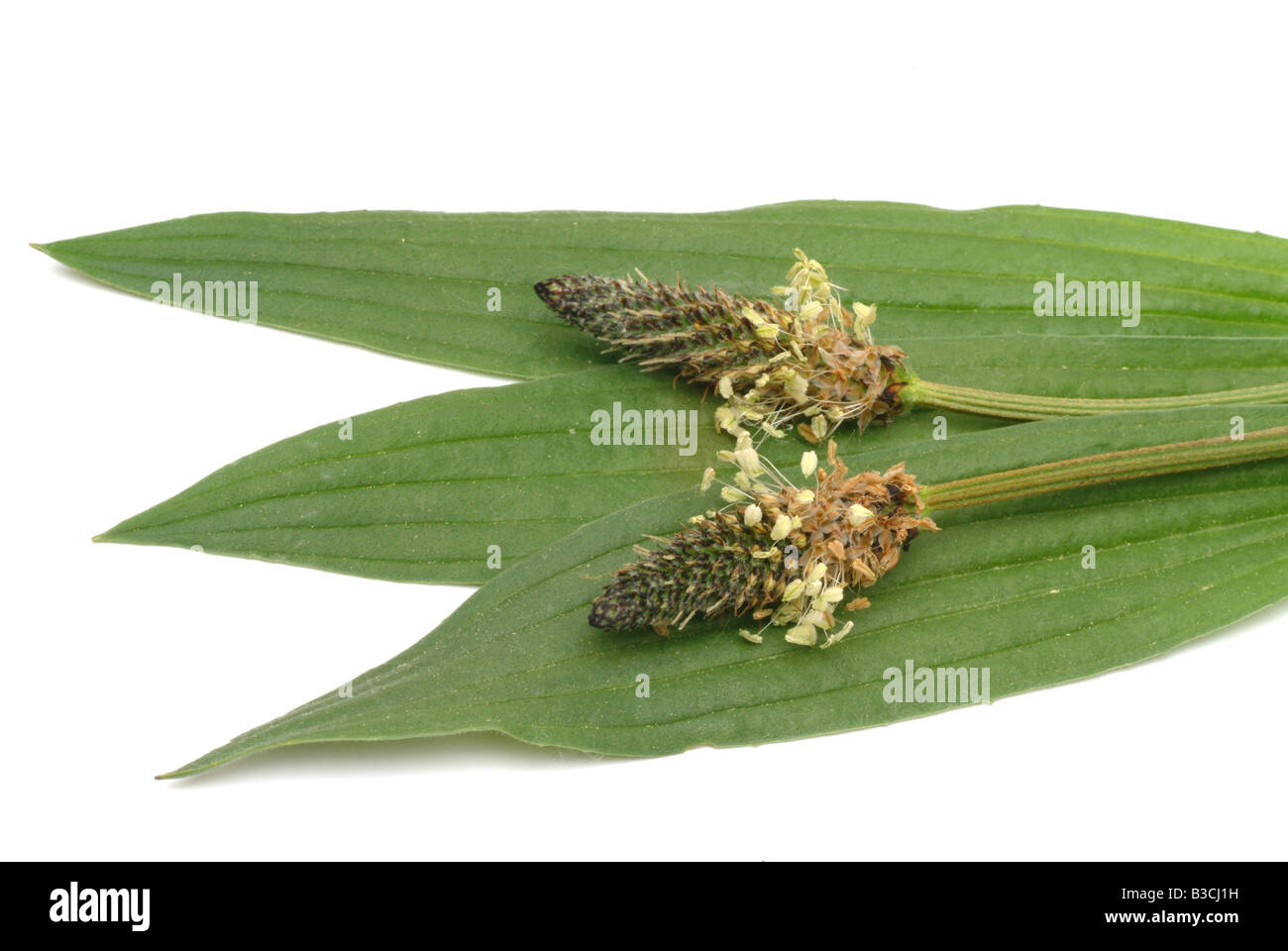 Piante medicinali lasciava lungo piantaggine Ribwort piantaggine inglese piantaggine lanceolata planzago Foto Stock