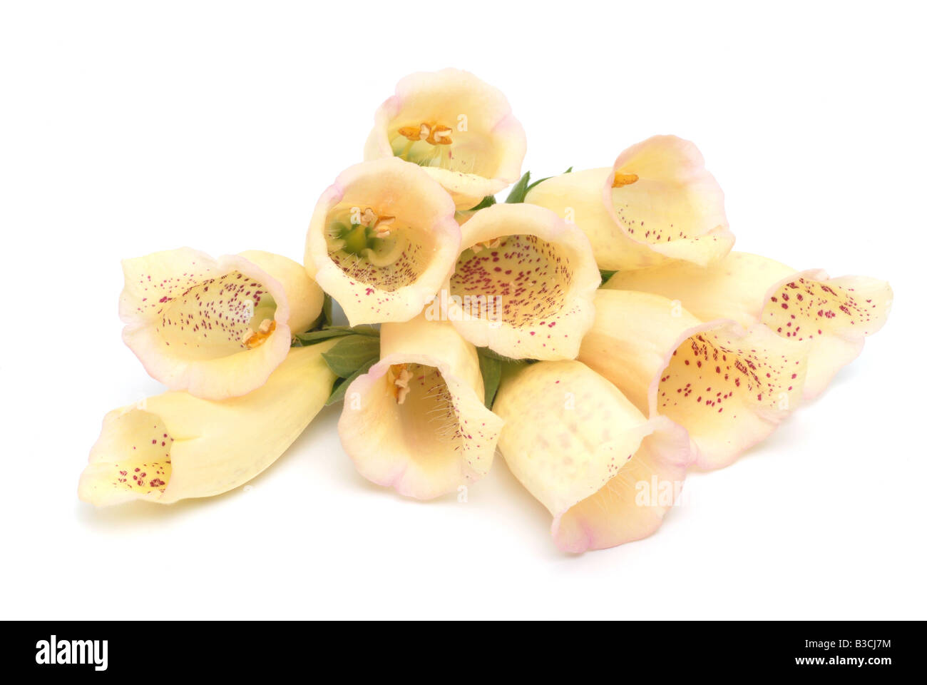 Pianta medicinale giallo paglia foxglove foxglove digitalis grandiflora digitalis lutea Foto Stock