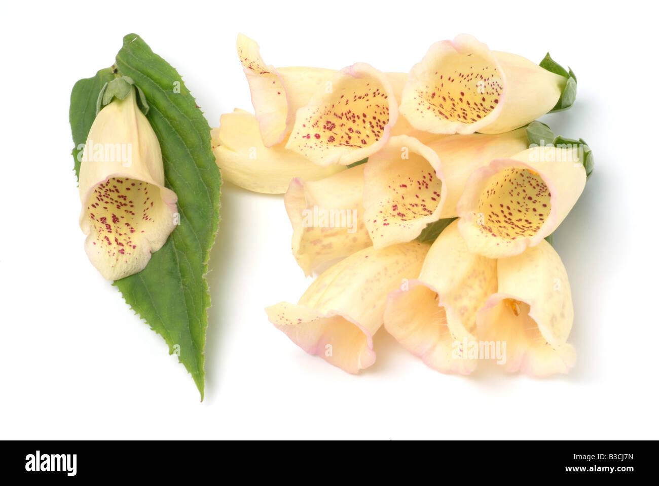 Pianta medicinale giallo paglia foxglove foxglove digitalis grandiflora digitalis lutea Foto Stock