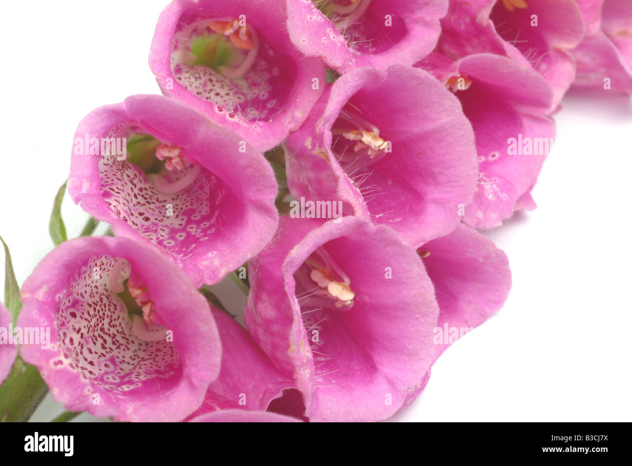 Pianta medicinale foxglove foxglove comune viola foxglove red foxgloce digitalis Digitalis purpurea Foto Stock
