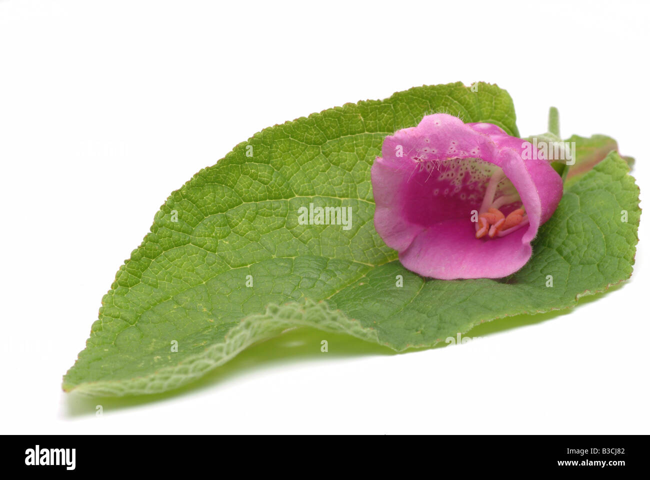 Pianta medicinale foxglove foxglove comune viola foxglove red foxgloce digitalis Digitalis purpurea Foto Stock