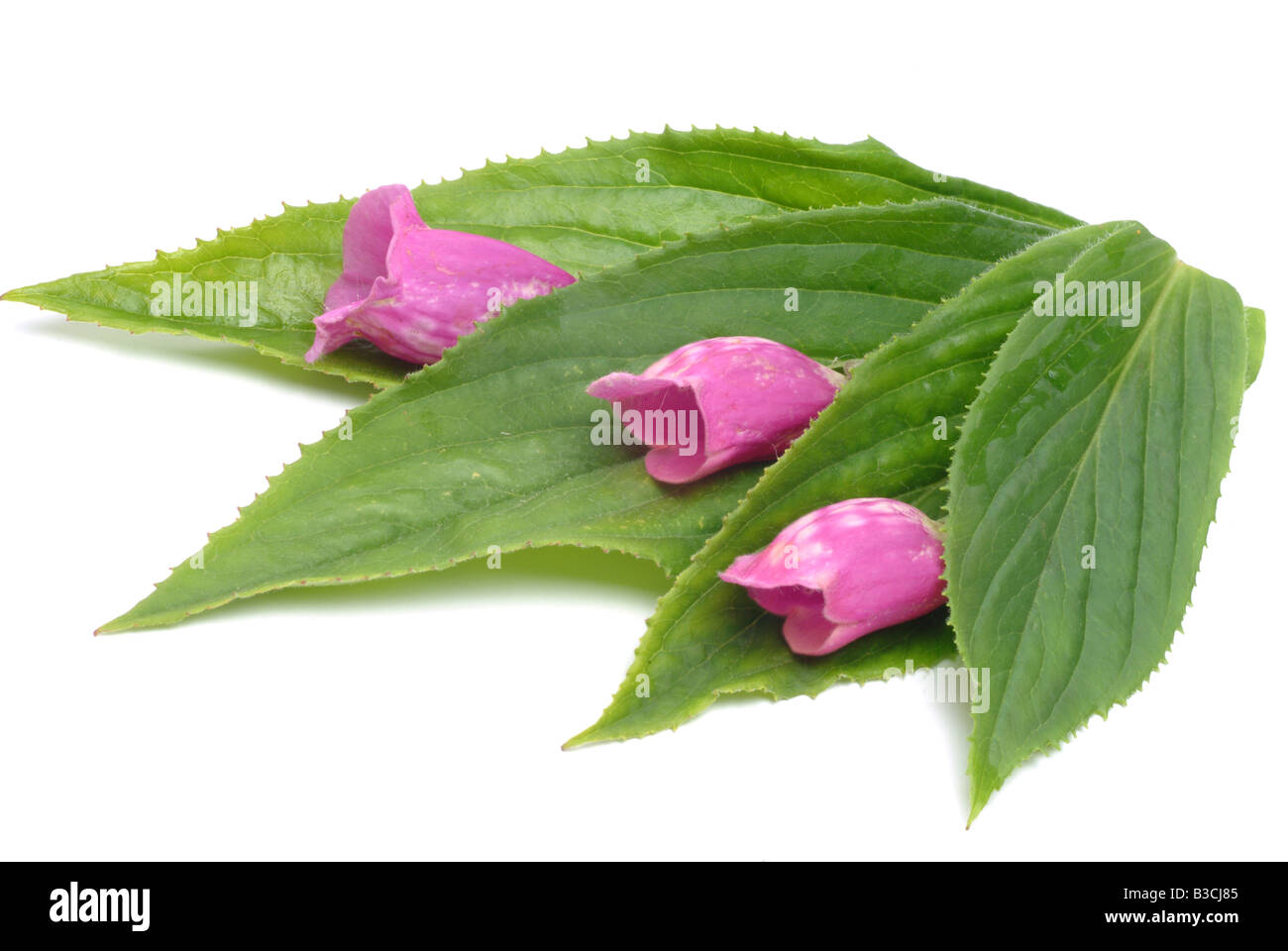 Pianta medicinale foxglove foxglove comune viola foxglove red foxgloce digitalis Digitalis purpurea Foto Stock