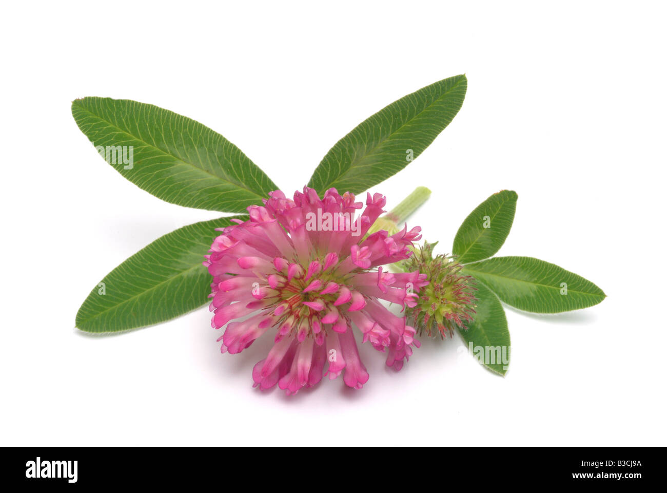 Pianta medicinale trifoglio trifoglio ROSA VIOLA Trifoglio violetto Trifoglio rosso trifoglio dolce Trifolium pratense Foto Stock