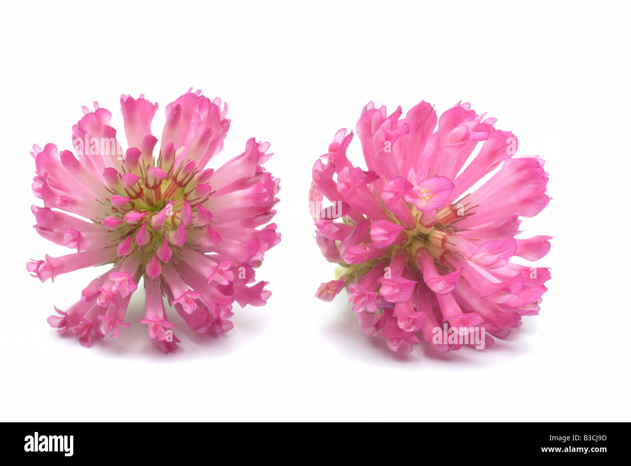 Pianta medicinale trifoglio trifoglio ROSA VIOLA Trifoglio violetto Trifoglio rosso trifoglio dolce Trifolium pratense Foto Stock