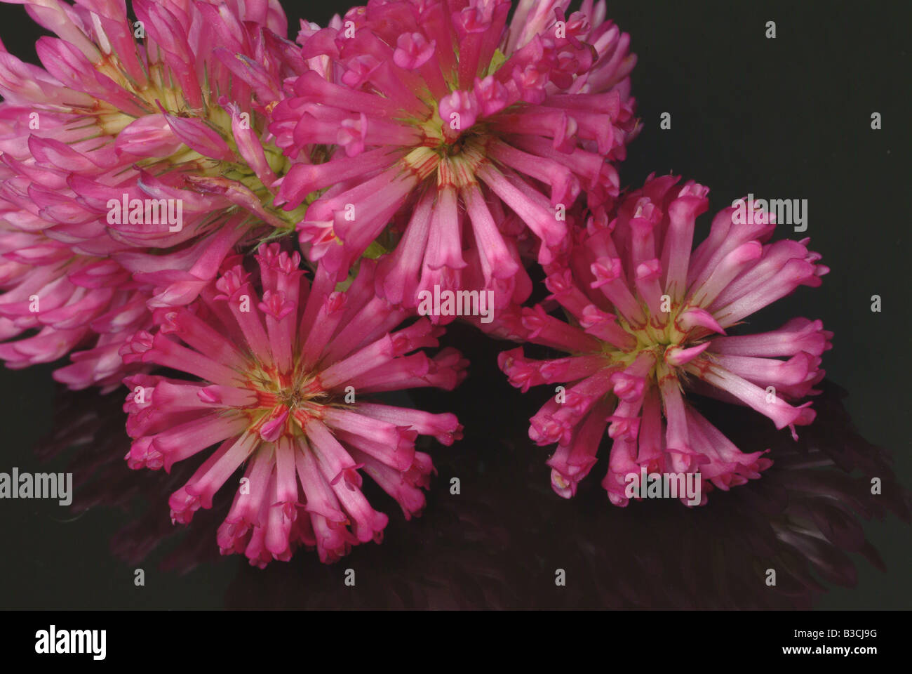 Pianta medicinale trifoglio trifoglio ROSA VIOLA Trifoglio violetto Trifoglio rosso trifoglio dolce Trifolium pratense Foto Stock