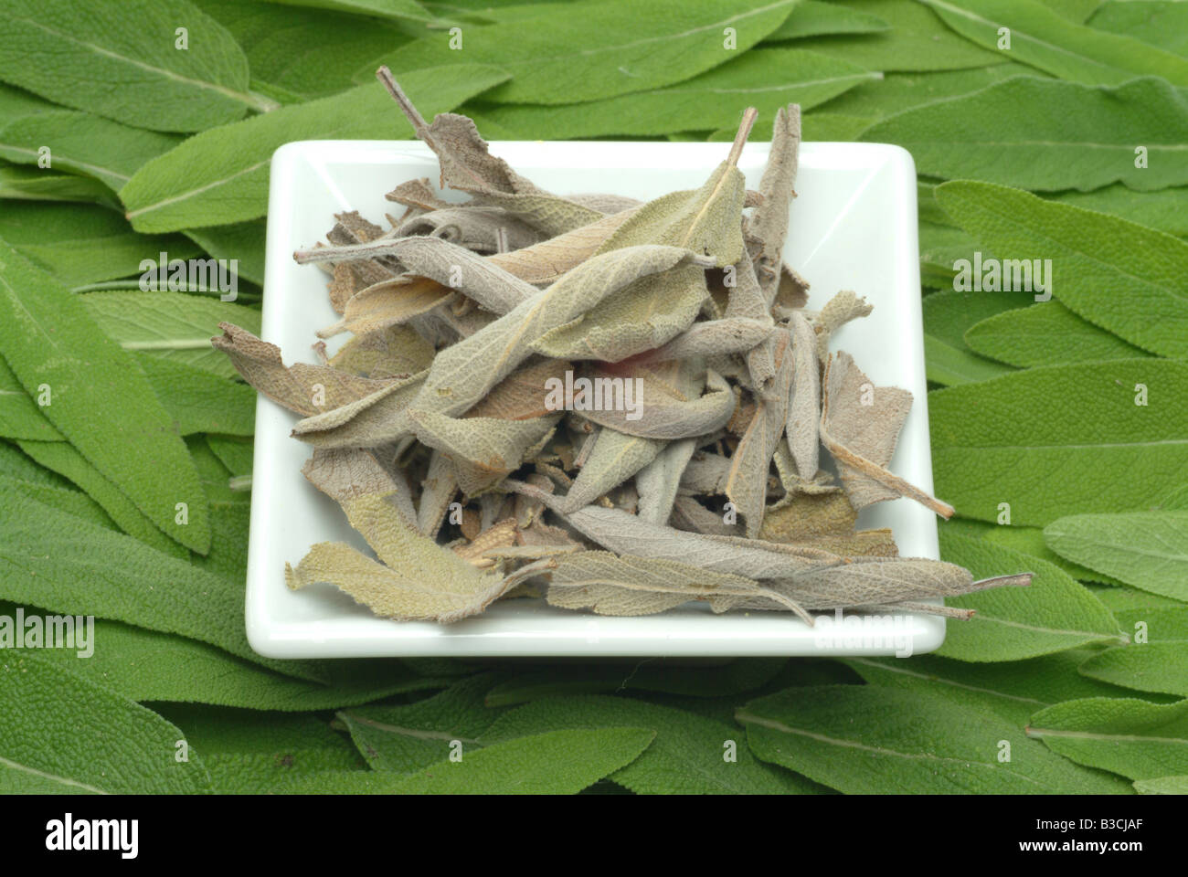 Piante medicinali Salvia comune Salvia Salvia officinalis Foto Stock