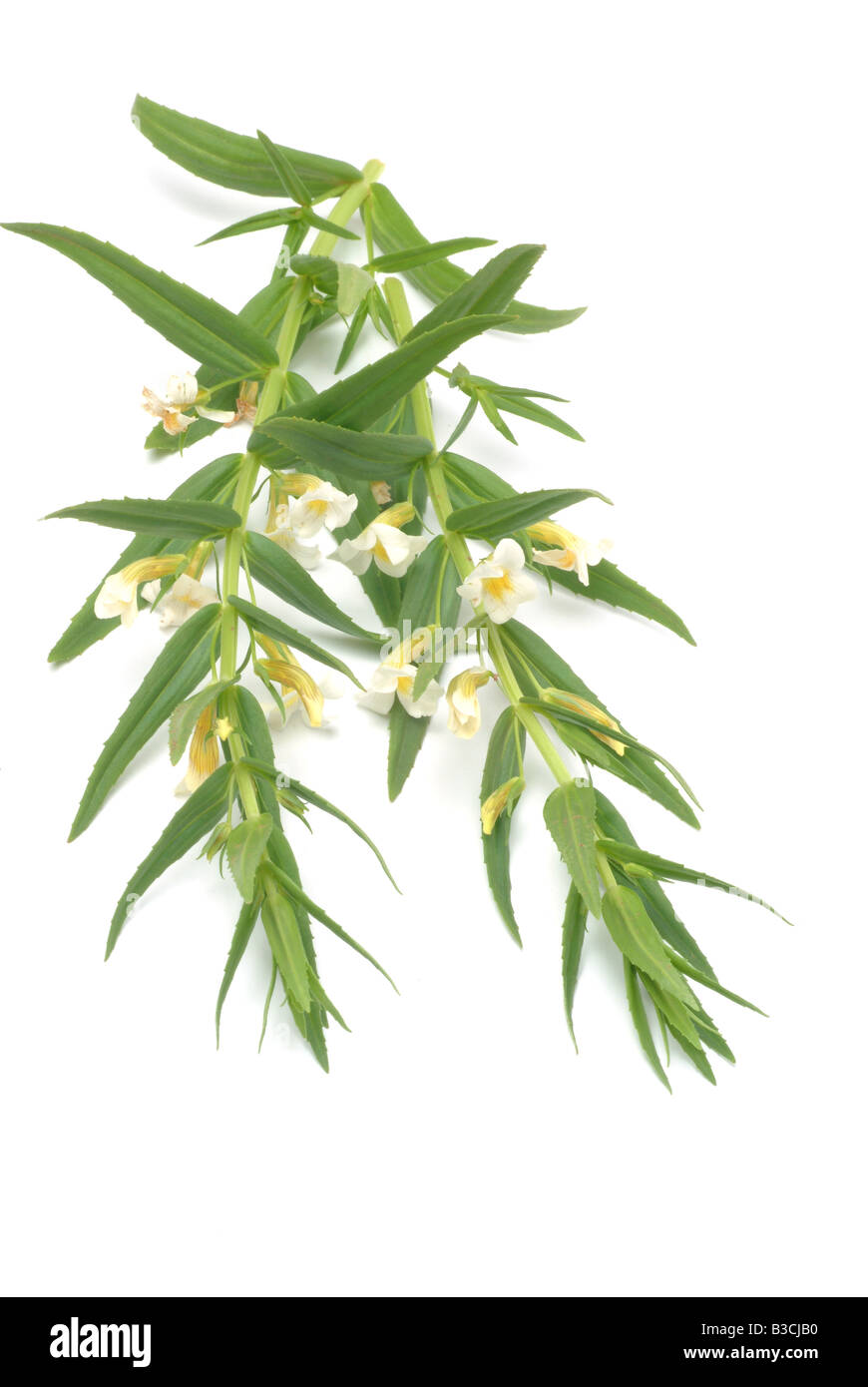 Pianta medicinale gratiole Hedge issopo erba della grazia graziella gratiola gratiola officinalis Foto Stock