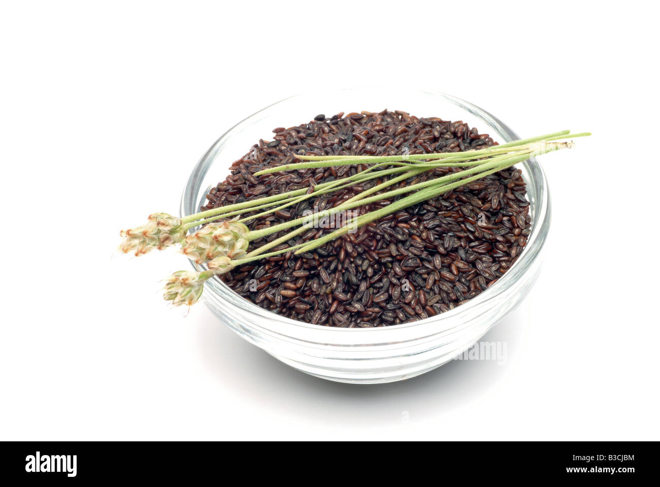 Pianta medicinale psillio Psillio Planzago psillio Foto Stock