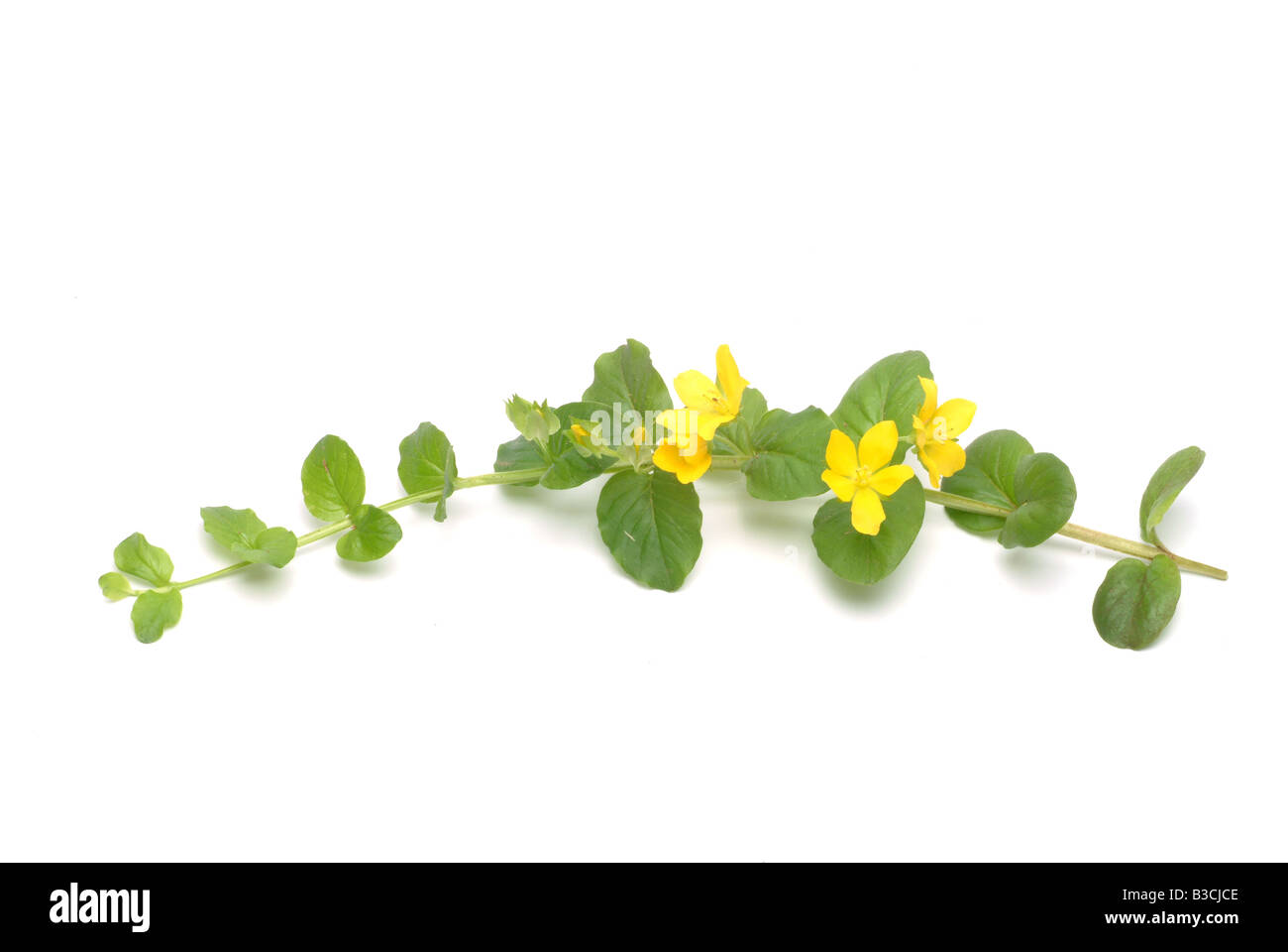 Piante medicinali Jenny Creeping Herb Twopence Moneywort Lysimachia nummularia Foto Stock