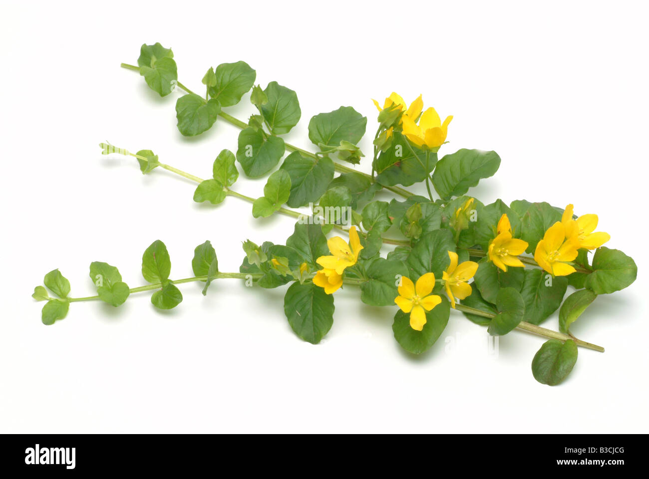 Piante medicinali Jenny Creeping Herb Twopence Moneywort Lysimachia nummularia Foto Stock