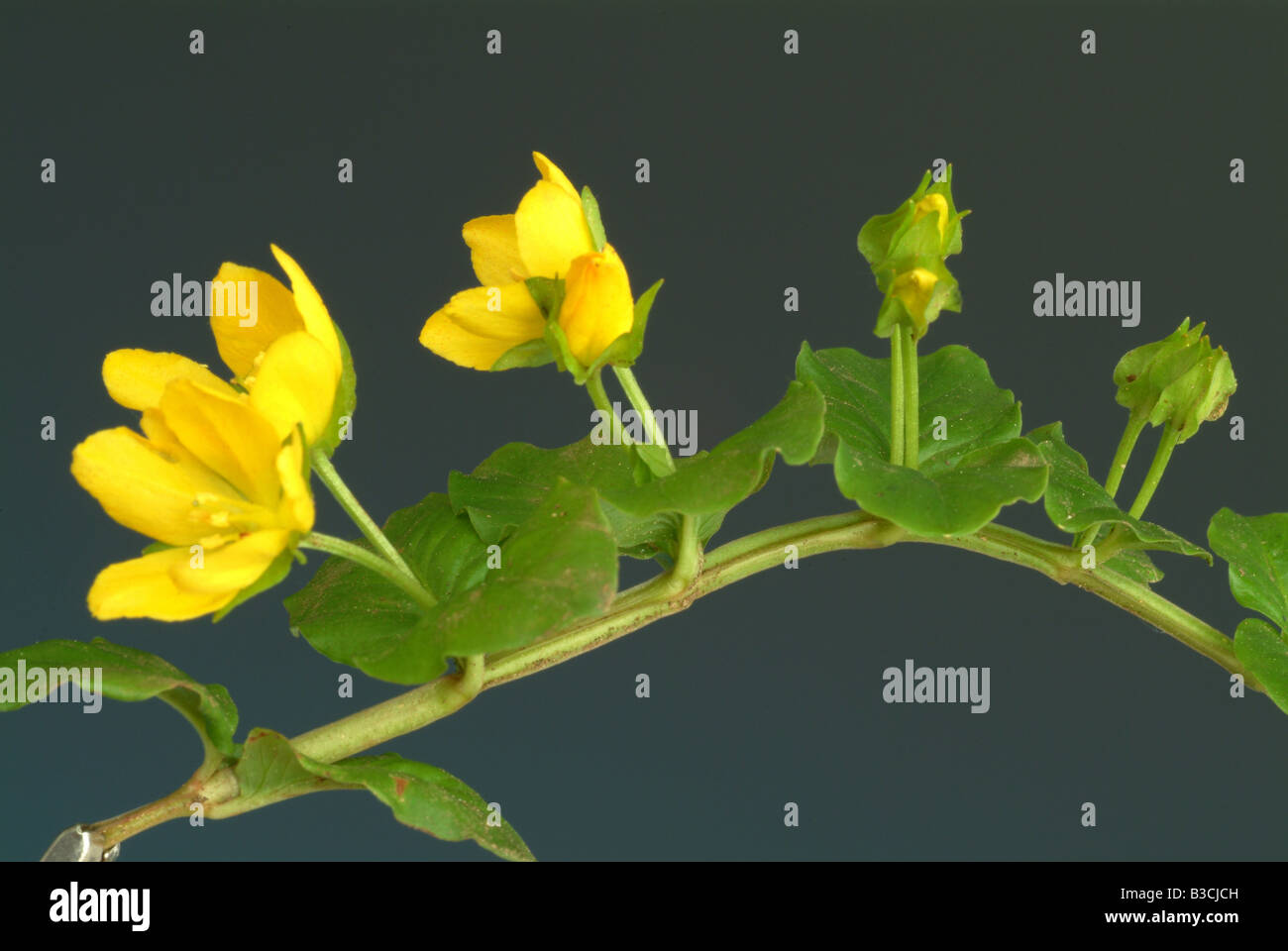 Piante medicinali Jenny Creeping Herb Twopence Moneywort Lysimachia nummularia Foto Stock