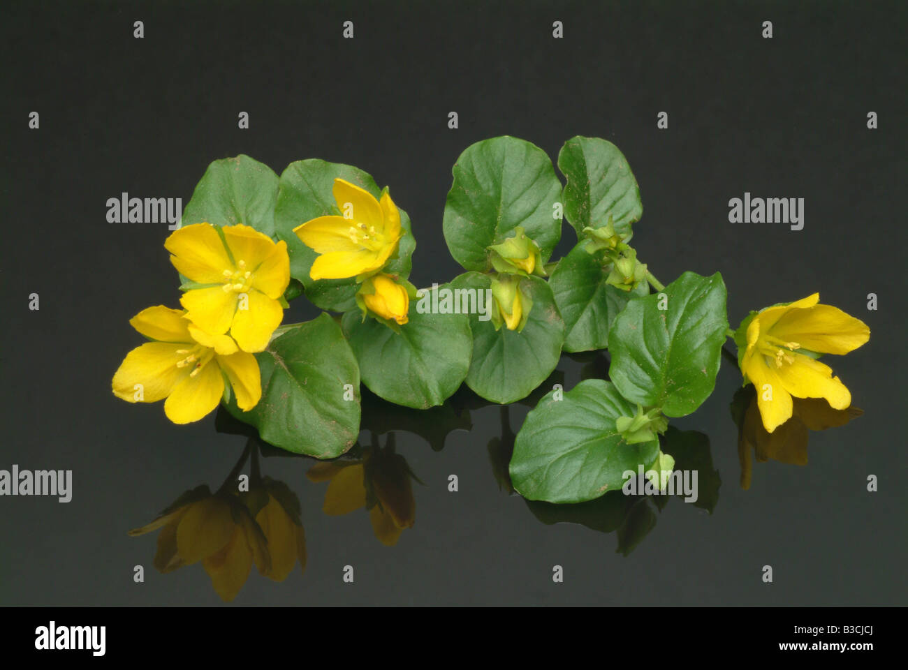 Piante medicinali Jenny Creeping Herb Twopence Moneywort Lysimachia nummularia Foto Stock