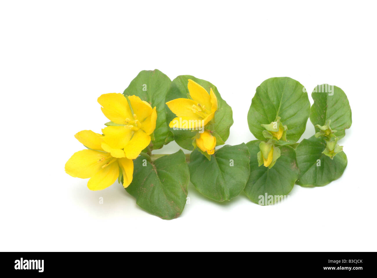 Piante medicinali Jenny Creeping Herb Twopence Moneywort Lysimachia nummularia Foto Stock