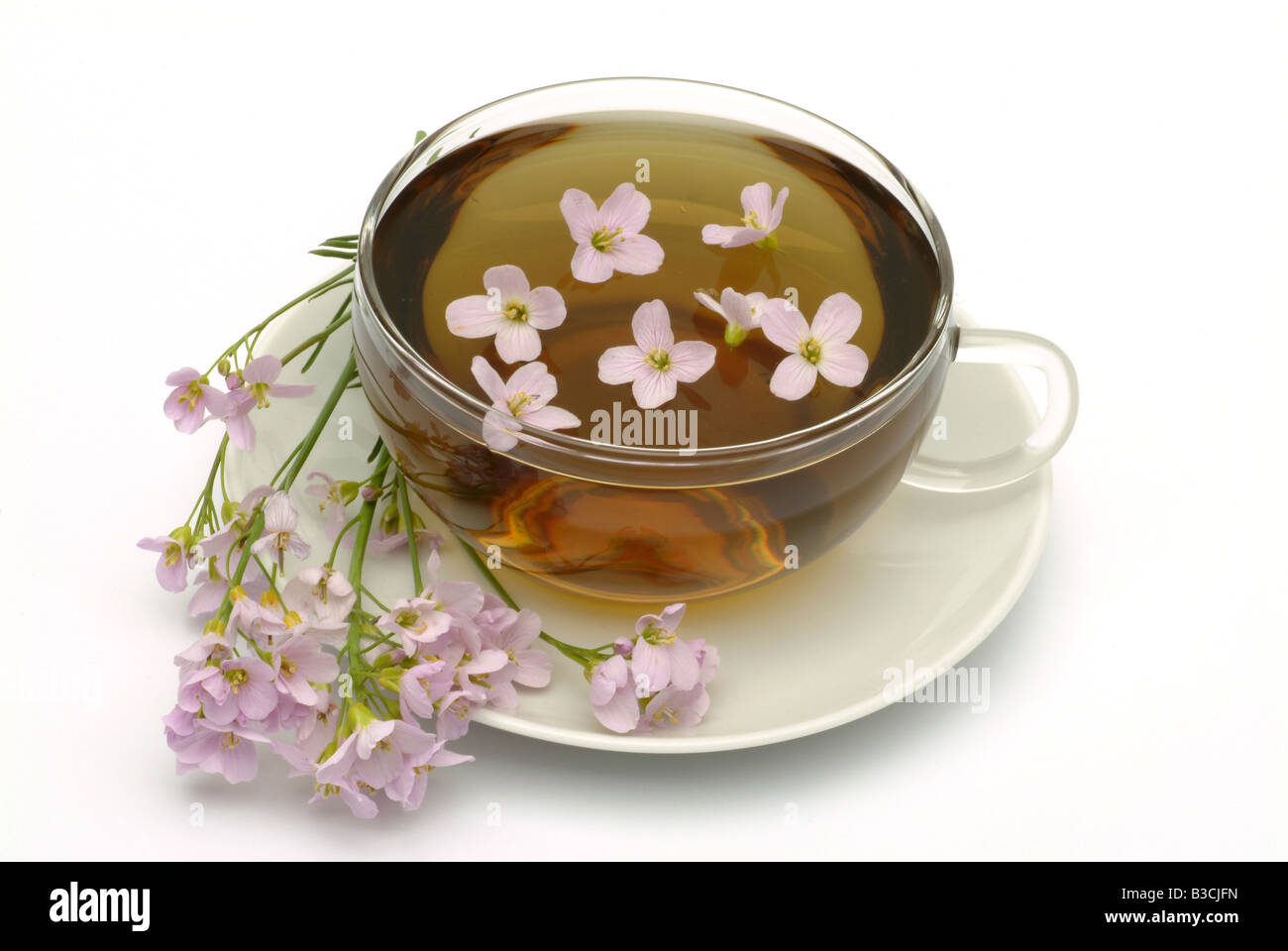 Tè medicinali fatta di Bog rosa fiore cucù Lady s smock milkmaids fiori freschi e la tazza di tè di erbe medicinali Cardmine vegetale Foto Stock