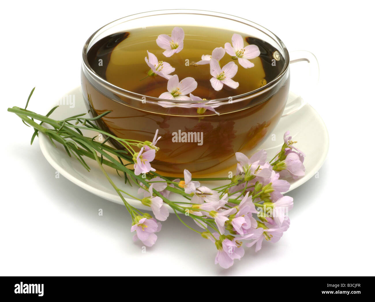 Tè medicinali fatta di Bog rosa fiore cucù Lady s smock milkmaids fiori freschi e la tazza di tè di erbe medicinali Cardmine vegetale Foto Stock