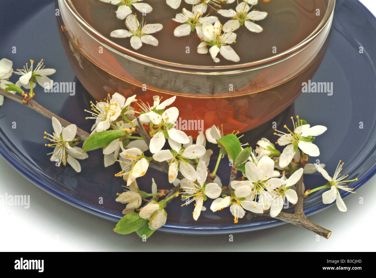Tè medicinali fatta di sloe blossoms Foto Stock